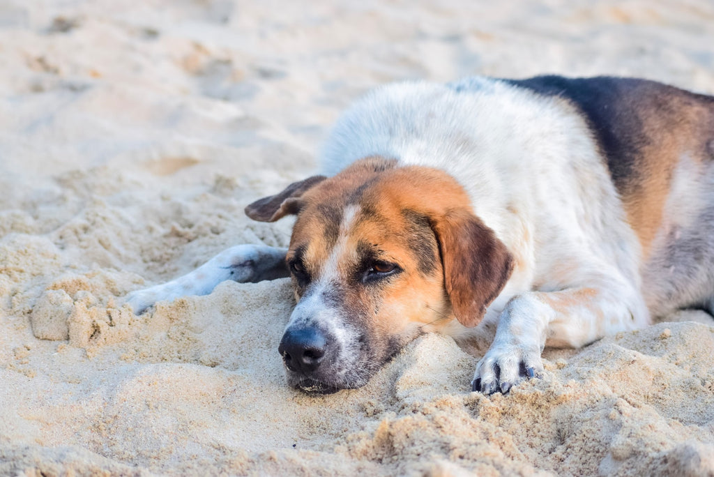 How to Help Separation Anxiety in Dogs