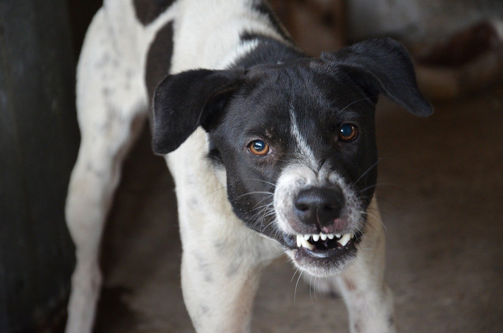 How to Stop Food Aggression in Dogs