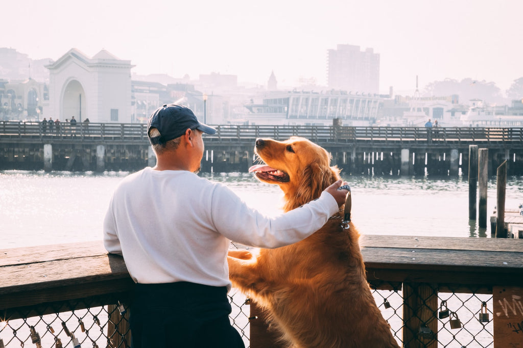 How Dogs Improve Humans' Mental Health