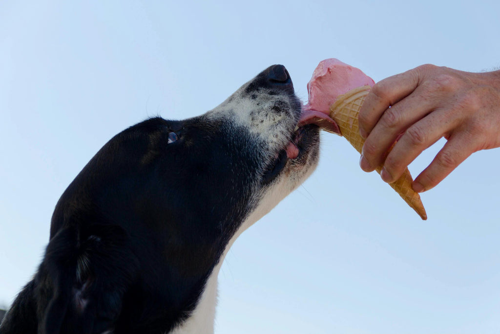 Ice Cream for Dogs: Yum or Yikes?