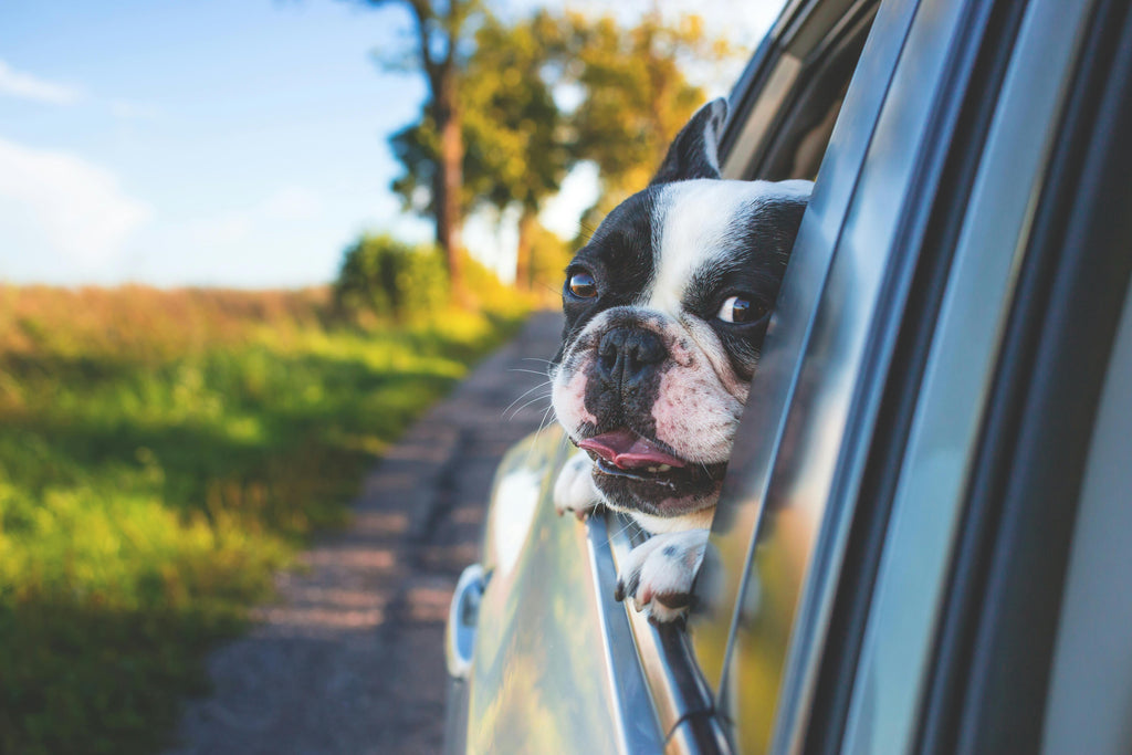 Paws & Go: Innovative Strategies for Pet-Friendly Travel