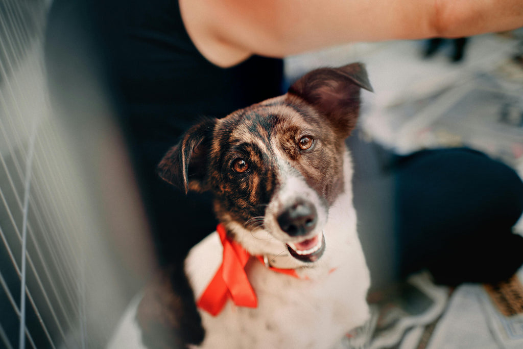 Adopting a Rescue Dog: What to Expect and How to Prepare?